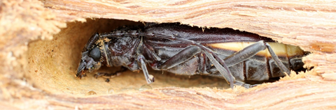 insectes xylophages